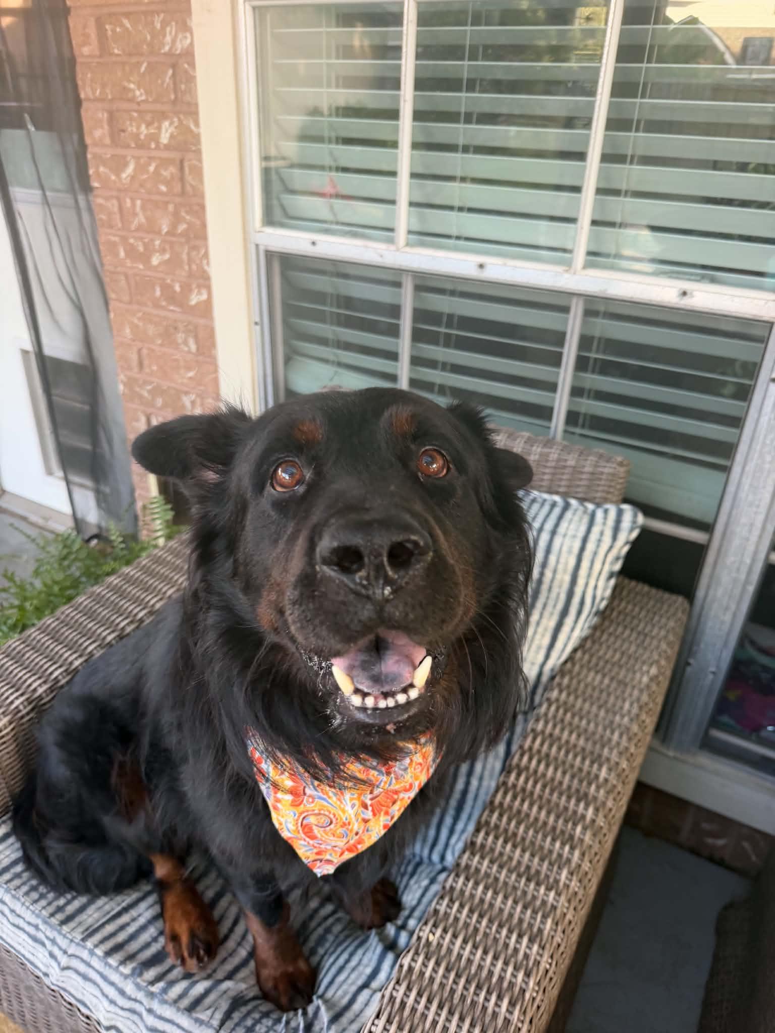 Enlarge Benny, a Adoptable mixed breed in Akron, OH image 3/6