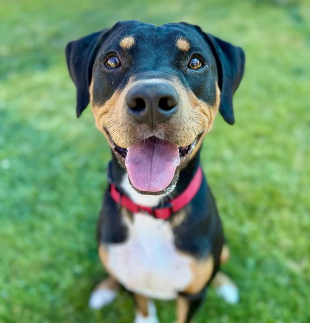 MIKE WAZOWSKI, Adoptable, Young Male Rottweiler & Mixed Breed.