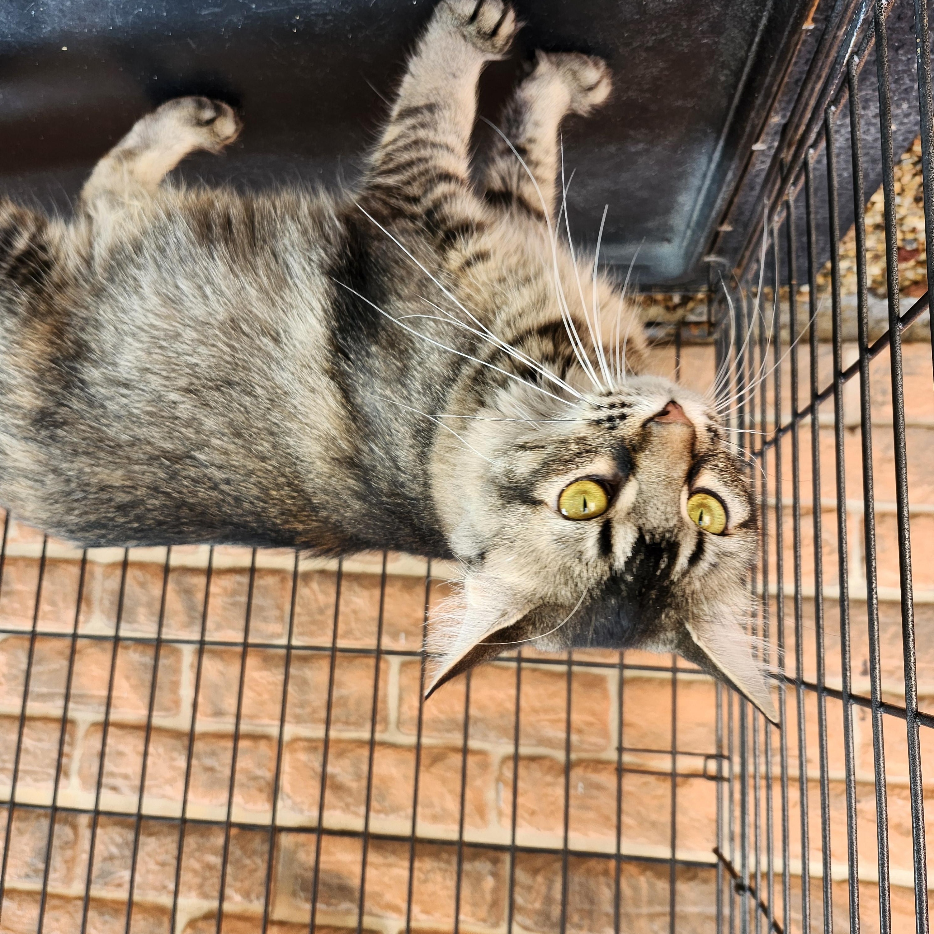 Eudora, a Adoptable mixed breed in Marshall, MO image 1/2