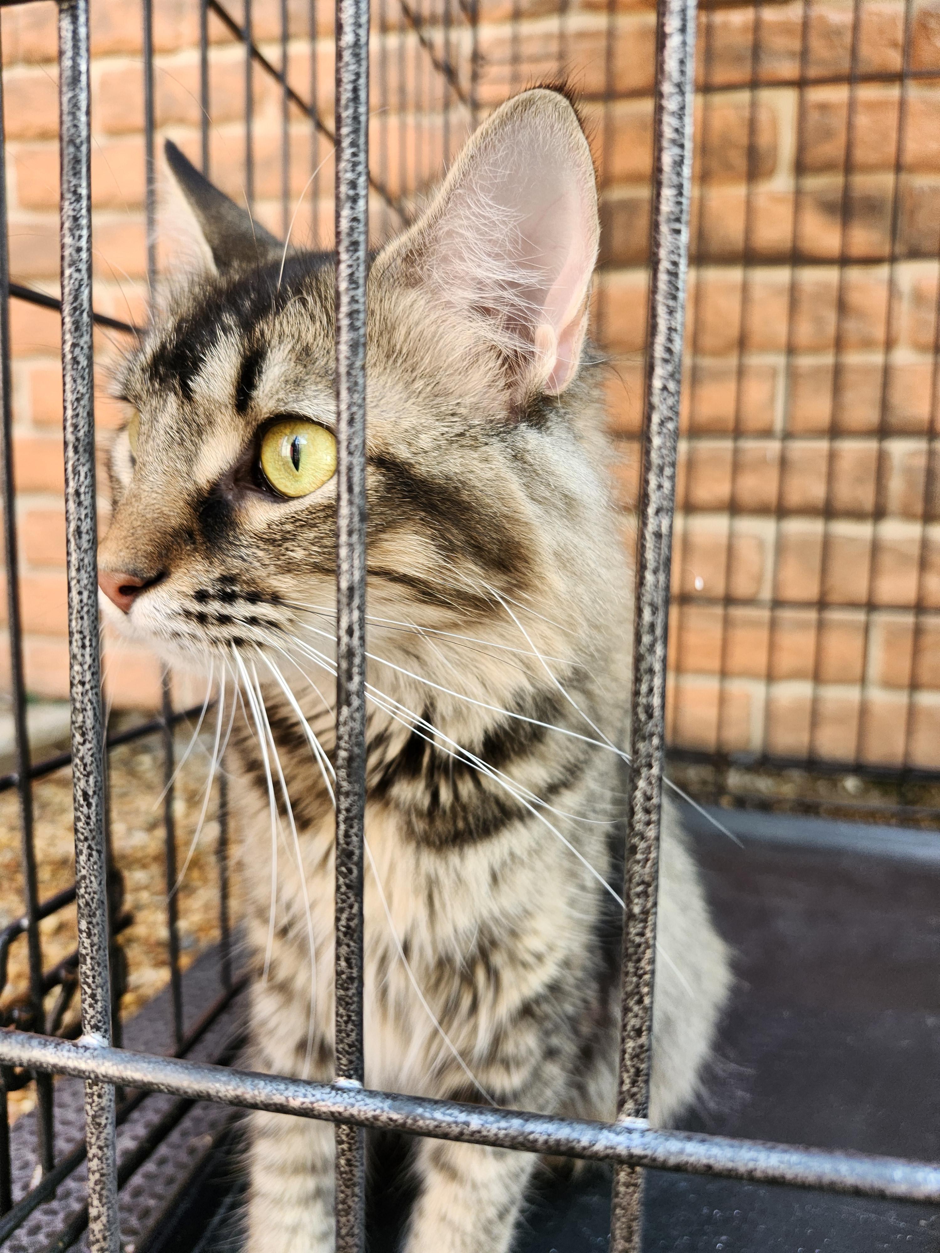 Eudora, a Adoptable mixed breed in Marshall, MO image 2/2