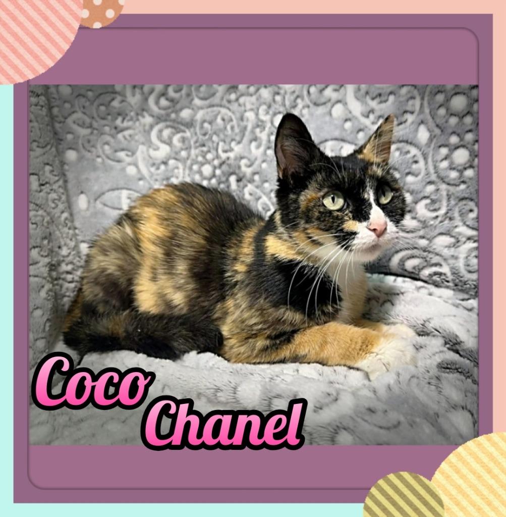 Coco Chanel, Adoptable, Young Female Domestic Short Hair.