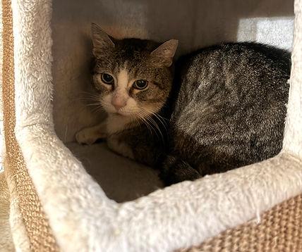 FREDDIE, ADOPTABLE, Adult Male Domestic Short Hair.