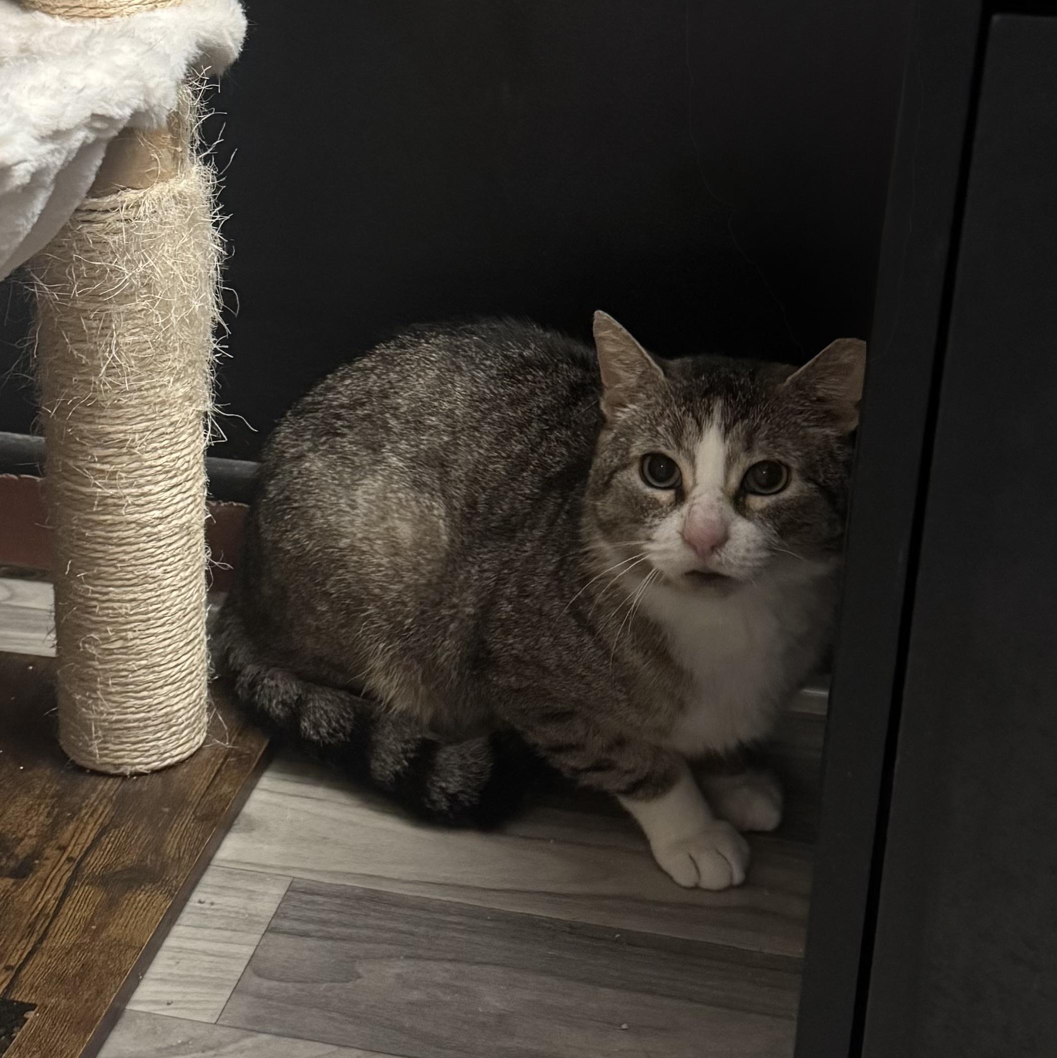 Enlarge FREDDIE, a ADOPTABLE Domestic Short Hair in Hamilton, NJ image 2/2