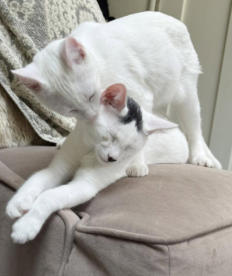 Enlarge Snowball, a Adoptable Domestic Short Hair in Alameda, CA image 1/3