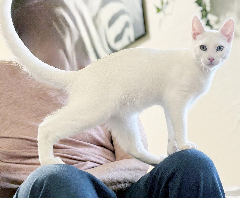 Enlarge Snowball, a Adoptable Domestic Short Hair in Alameda, CA image 2/3