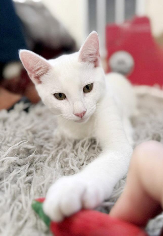 Enlarge Snowball, a Adoptable Domestic Short Hair in Alameda, CA image 3/3