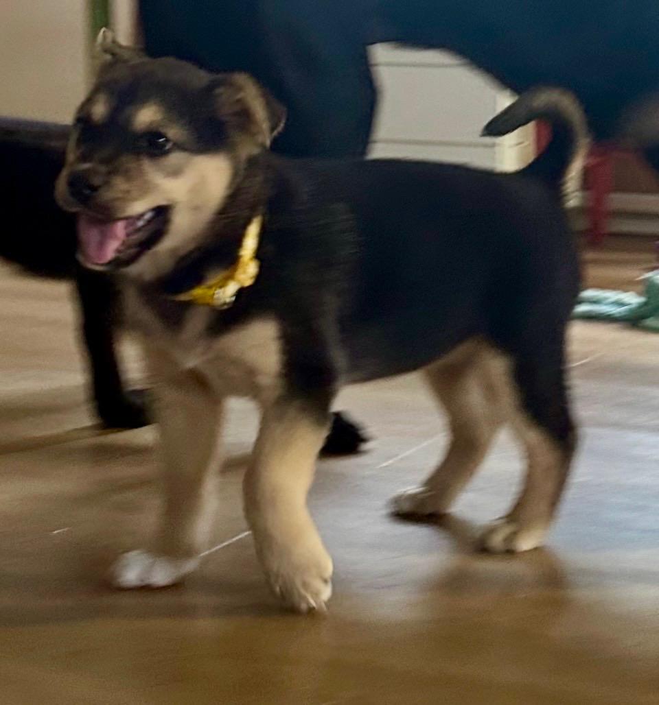 Enlarge Honey, an adopted mixed breed in Carlsbad, CA image 1/3