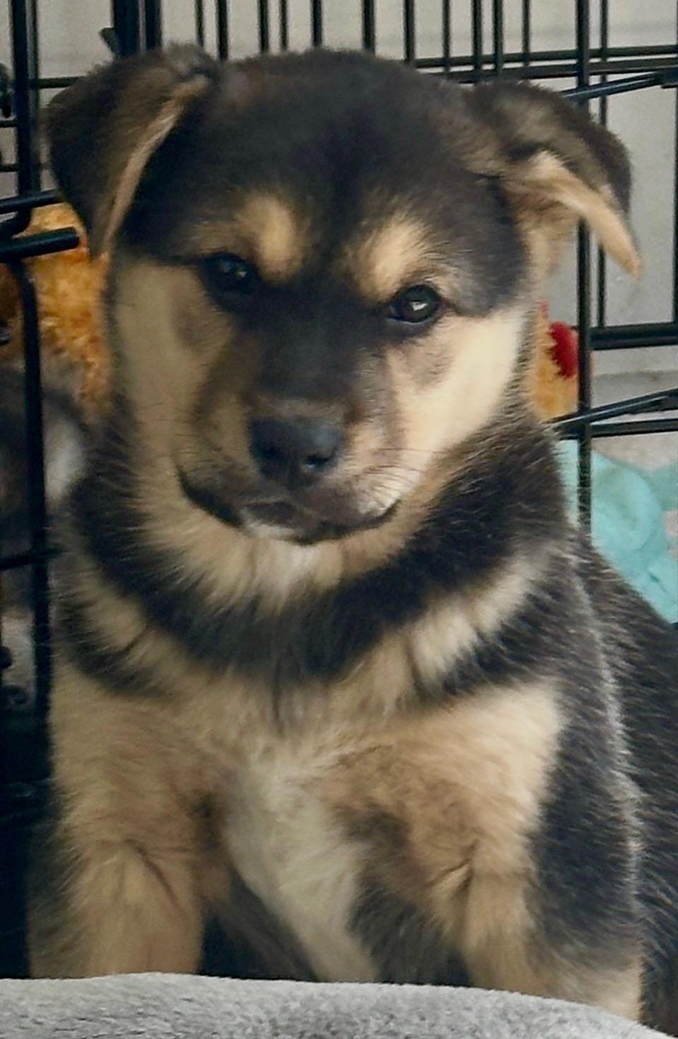 Enlarge Honey, an adopted mixed breed in Carlsbad, CA image 3/3