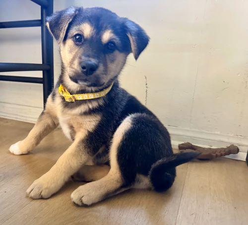 Enlarge Honey, an adopted mixed breed in Carlsbad, CA image 2/3