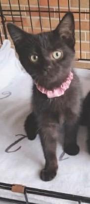 Karma, Adopted, Kitten Female Domestic Short Hair.