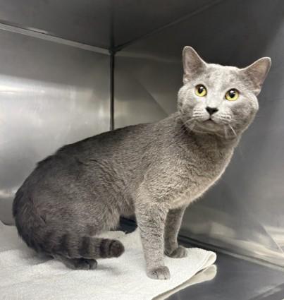 IROH, Adoptable, Adult Male Domestic Short Hair.