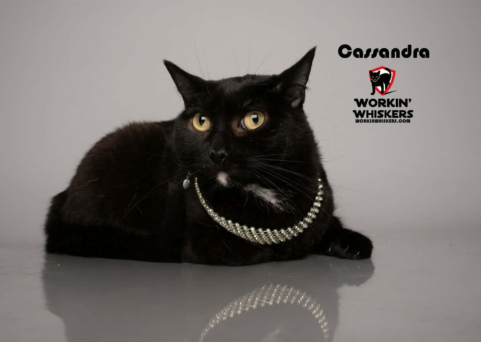 Enlarge CASSANDRA, a Adoptable mixed breed in Murrieta, CA image 1/6