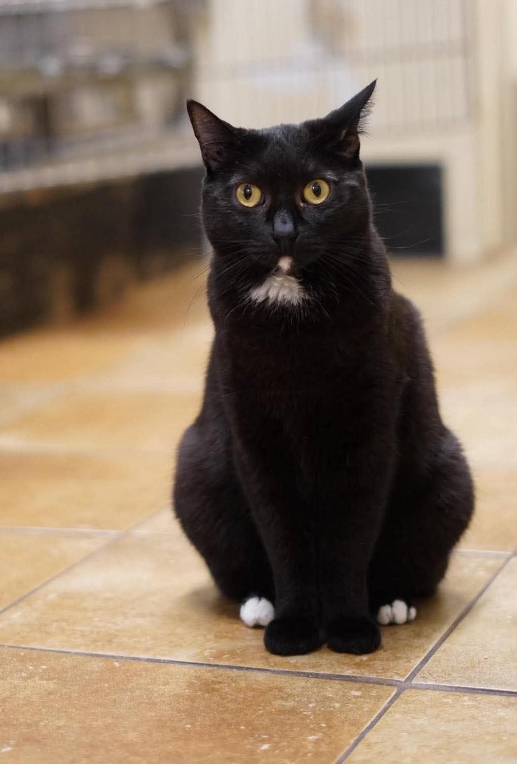 CASSANDRA, a Adoptable mixed breed in Murrieta, CA image 4/6