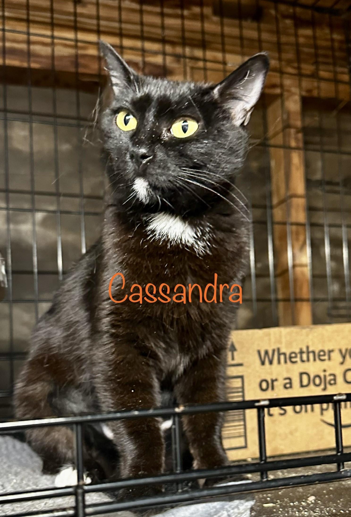 Enlarge CASSANDRA, a Adoptable mixed breed in Murrieta, CA image 2/6