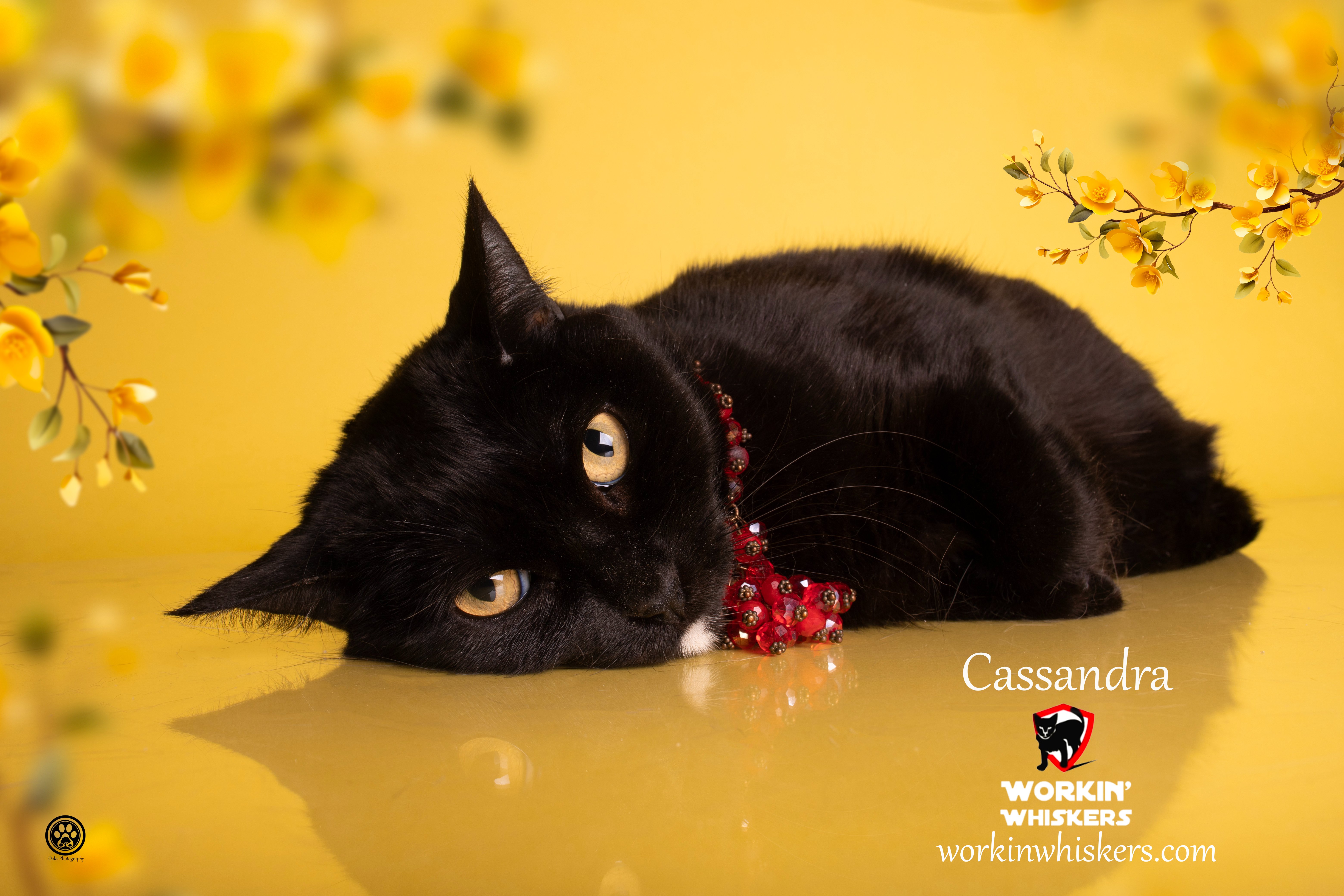 Enlarge CASSANDRA, a Adoptable mixed breed in HEMET, CA image 1/6