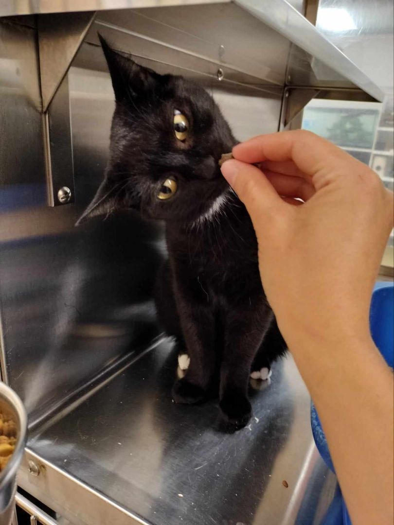 Enlarge CASSANDRA, a Adoptable mixed breed in HEMET, CA image 2/6