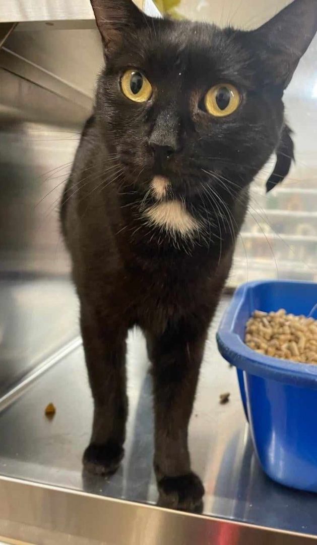 Enlarge CASSANDRA, a Adoptable mixed breed in HEMET, CA image 5/6