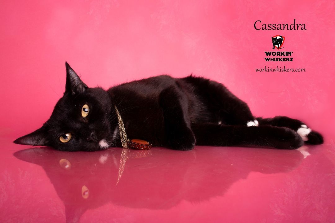 Enlarge CASSANDRA, a Adoptable mixed breed in HEMET, CA image 4/6