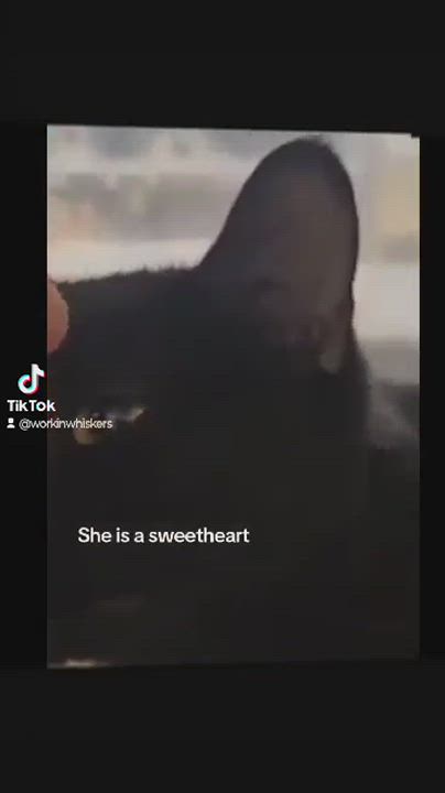 Enlarge CASSANDRA, a Adoptable mixed breed in HEMET, CA video 6/6