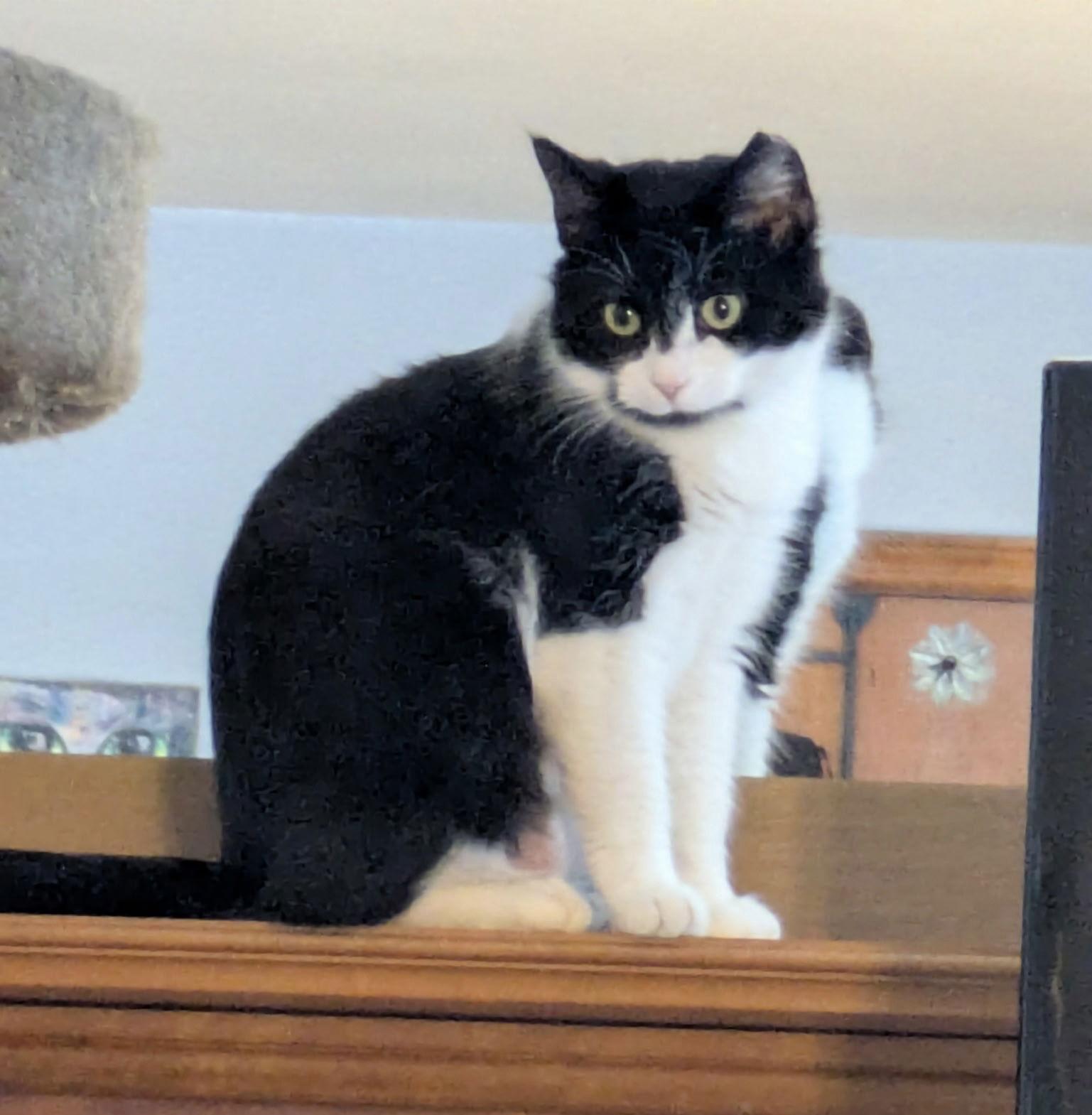 Caterina — thumbnail 2