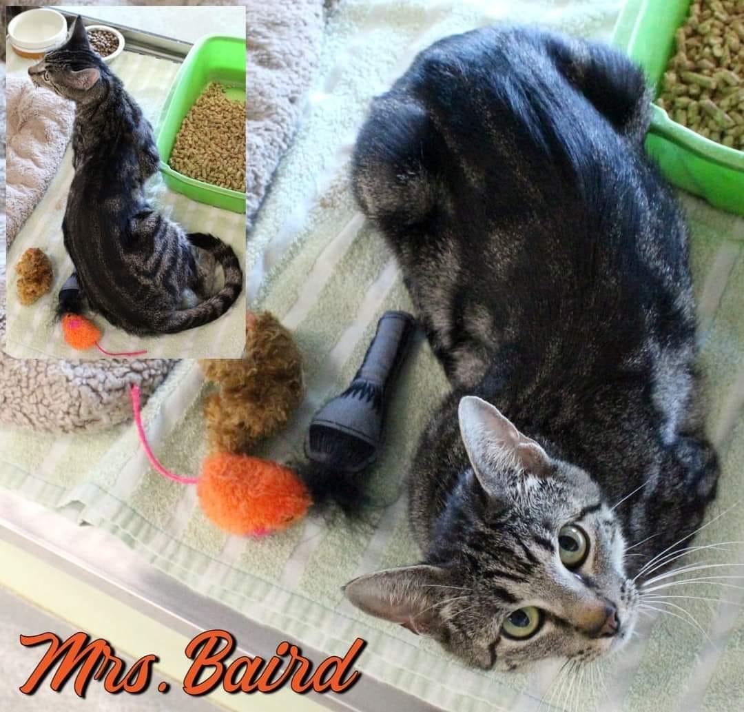 Enlarge MRS BAIRD, a Adopted Domestic Short Hair in Toronto, ON image 1/2