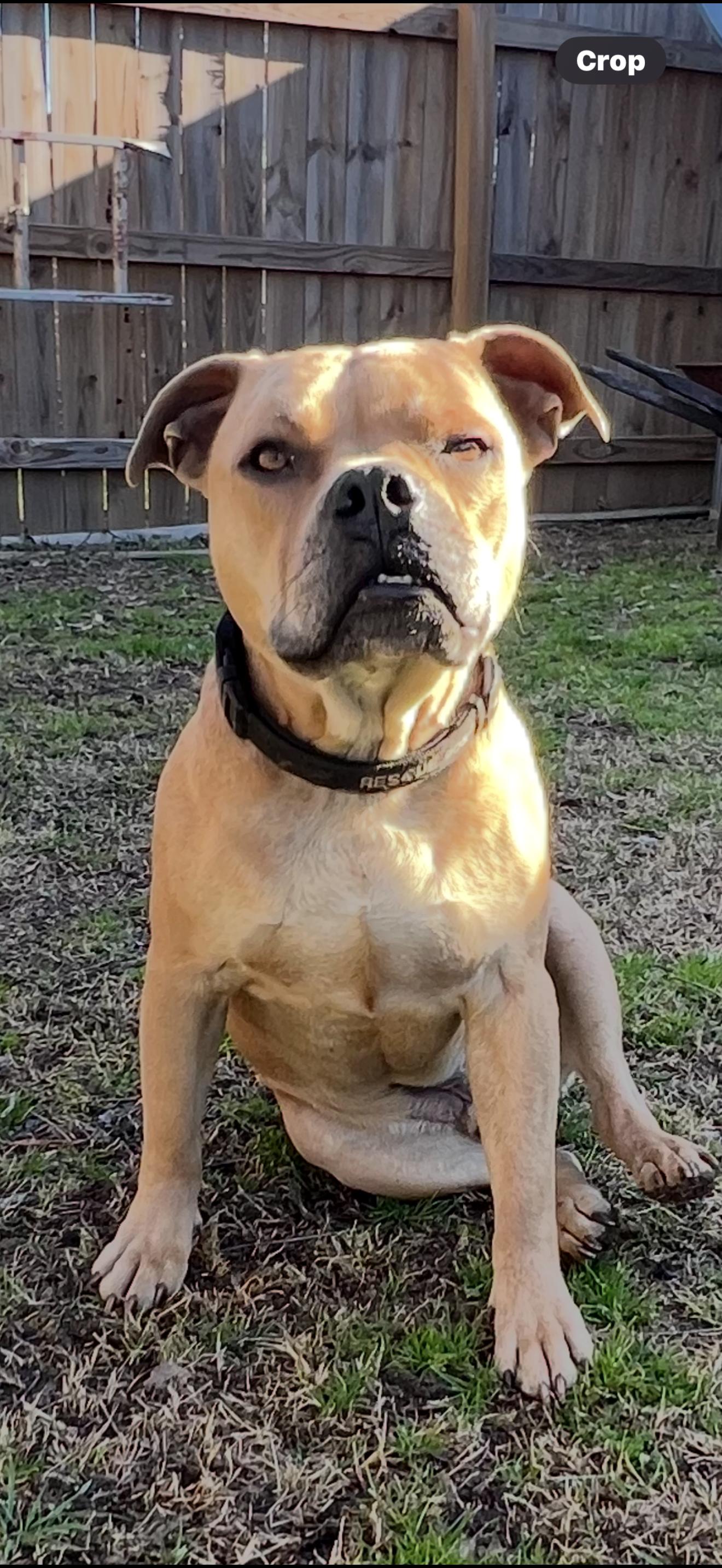 Enlarge Corky , a Adoptable Pit Bull Terrier in Madison, WI image 2/6