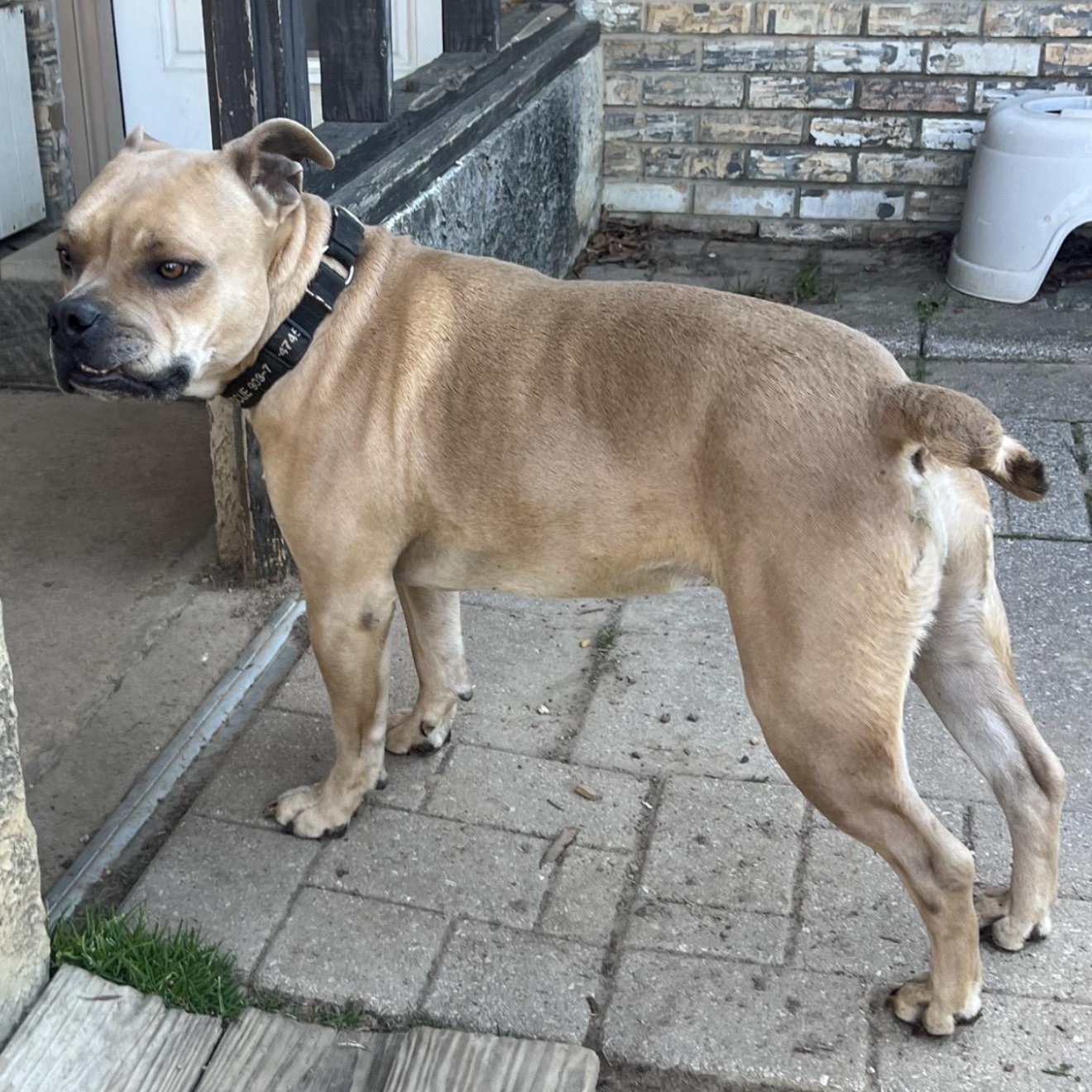 Enlarge Corky , a Adoptable Pit Bull Terrier in Madison, WI image 6/6