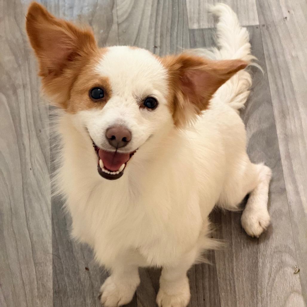 SHAKES, Adopted, Adult Male Spaniel & Chihuahua.