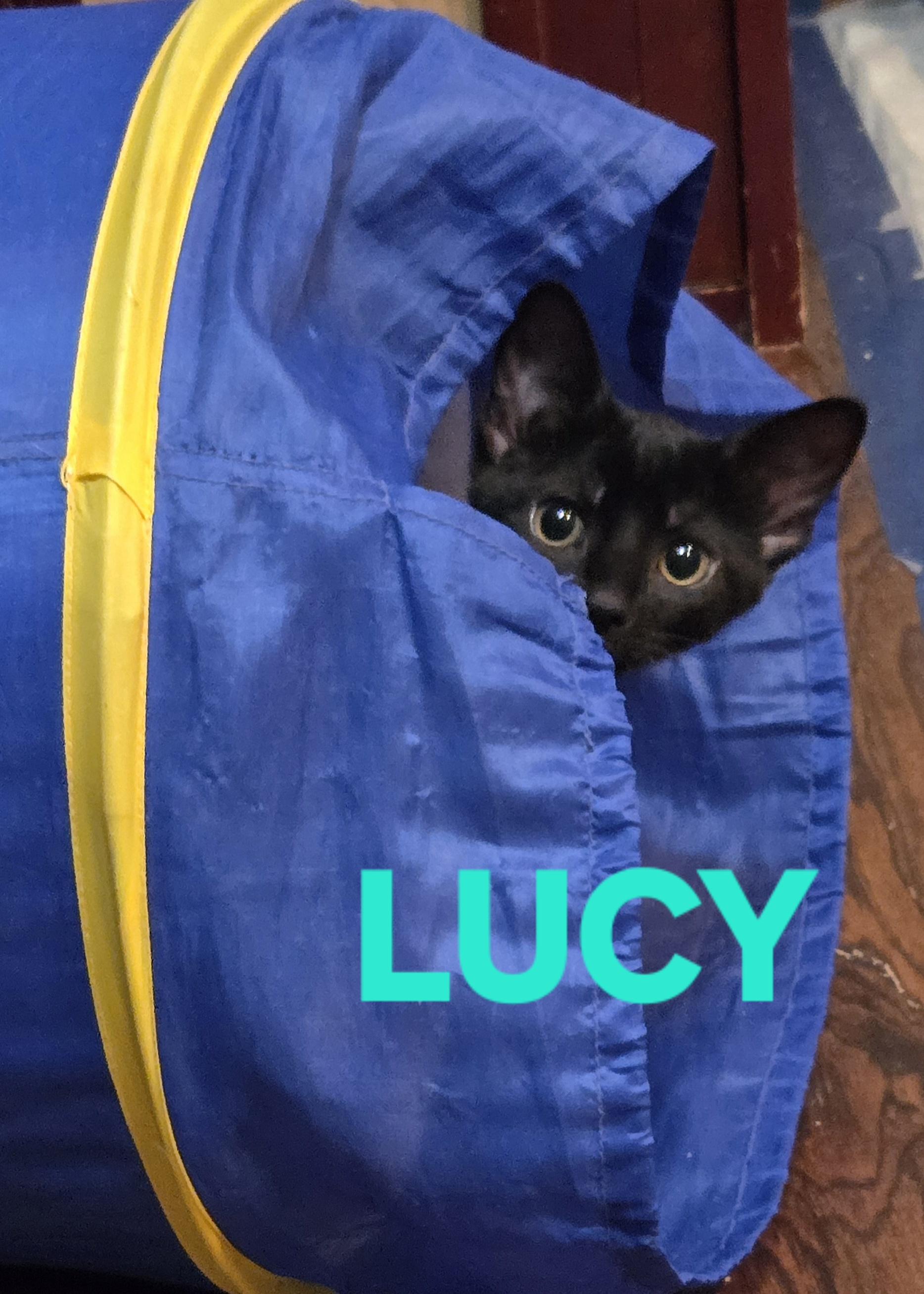 Comedy Club - Lucy, ADOPTABLE, Kitten Female Domestic Short Hair.