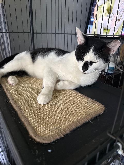 Enlarge Herbie, a Adoptable mixed breed in Pawtucket, RI image 1/3