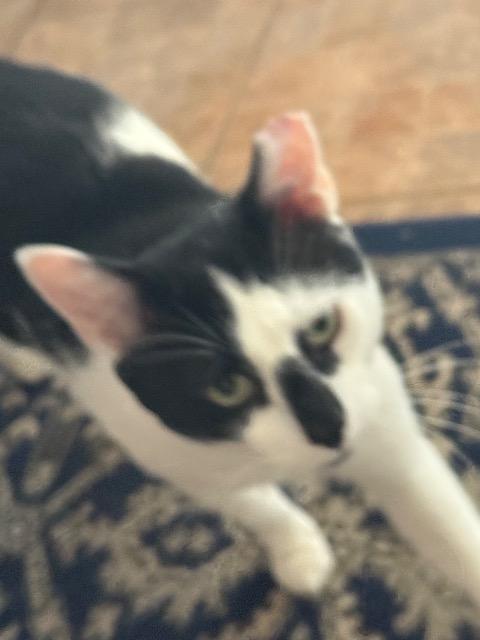 Enlarge Herbie, a Adoptable mixed breed in Pawtucket, RI image 2/3