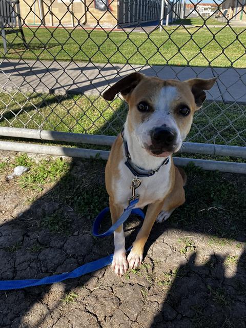IVY, Adoptable, Young Female Pit Bull Terrier & Mixed Breed.