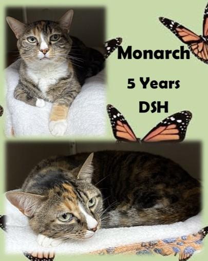 Monarch, ADOPTABLE, Adult Female Domestic Short Hair.
