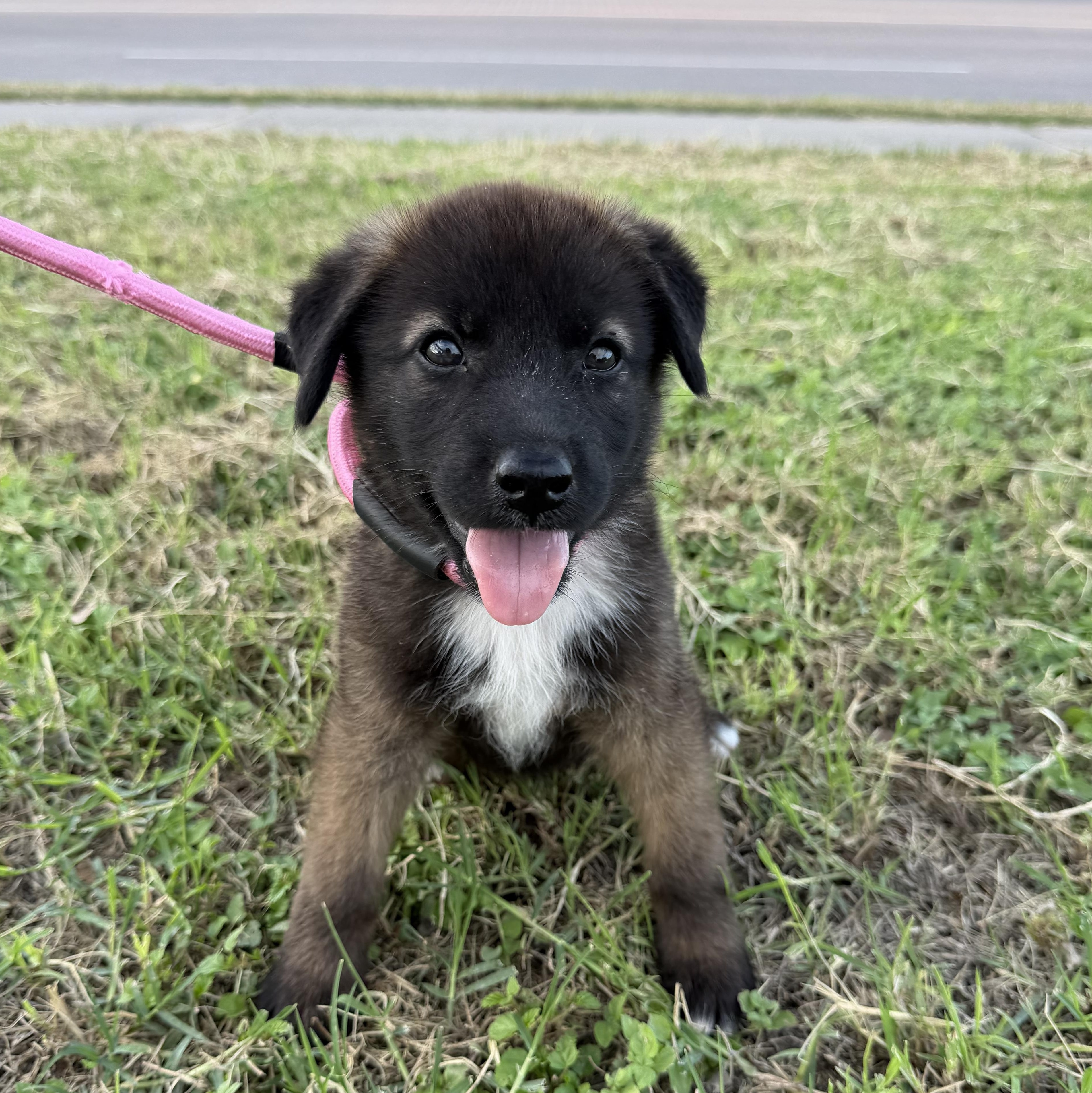 Sienna, Adoptable, Puppy Female German Shepherd Dog & Belgian Shepherd / Malinois.