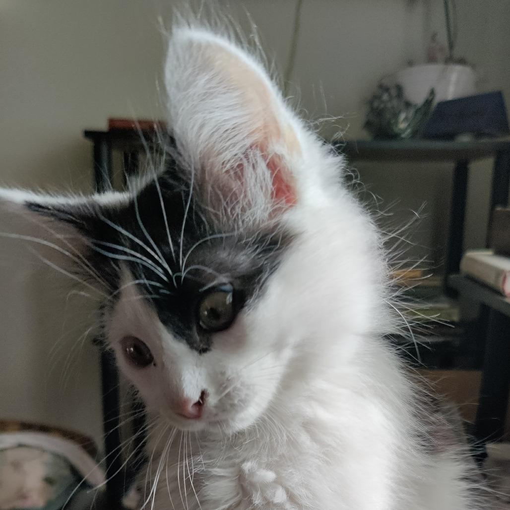 Enlarge Princess, a Adoptable Domestic Short Hair in Roanoke, VA image 1/1