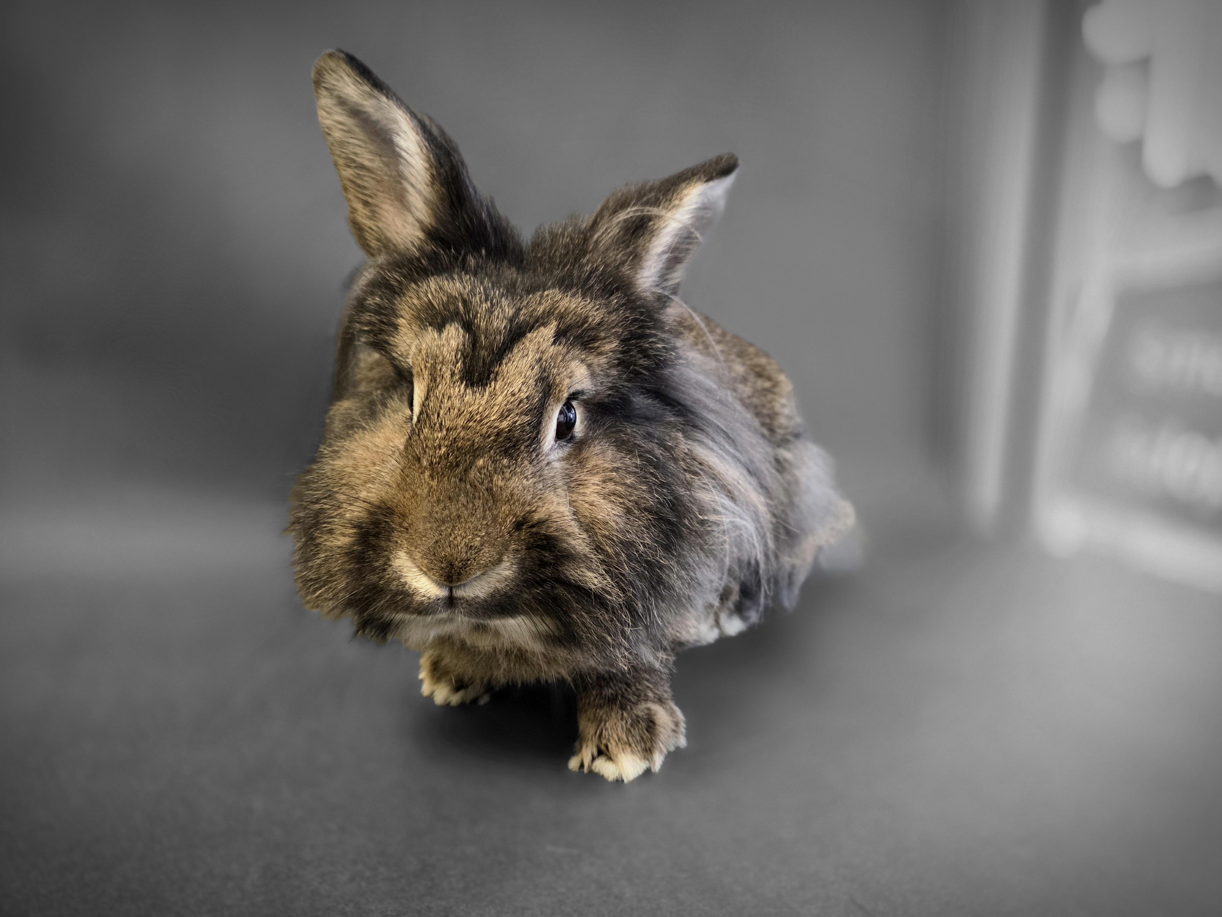 KRINGLES, Adoptable, Adult Male Bunny Rabbit.