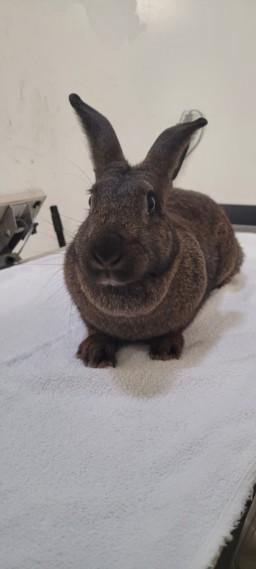 KRINGLES, Adoptable, Adult Male Bunny Rabbit.
