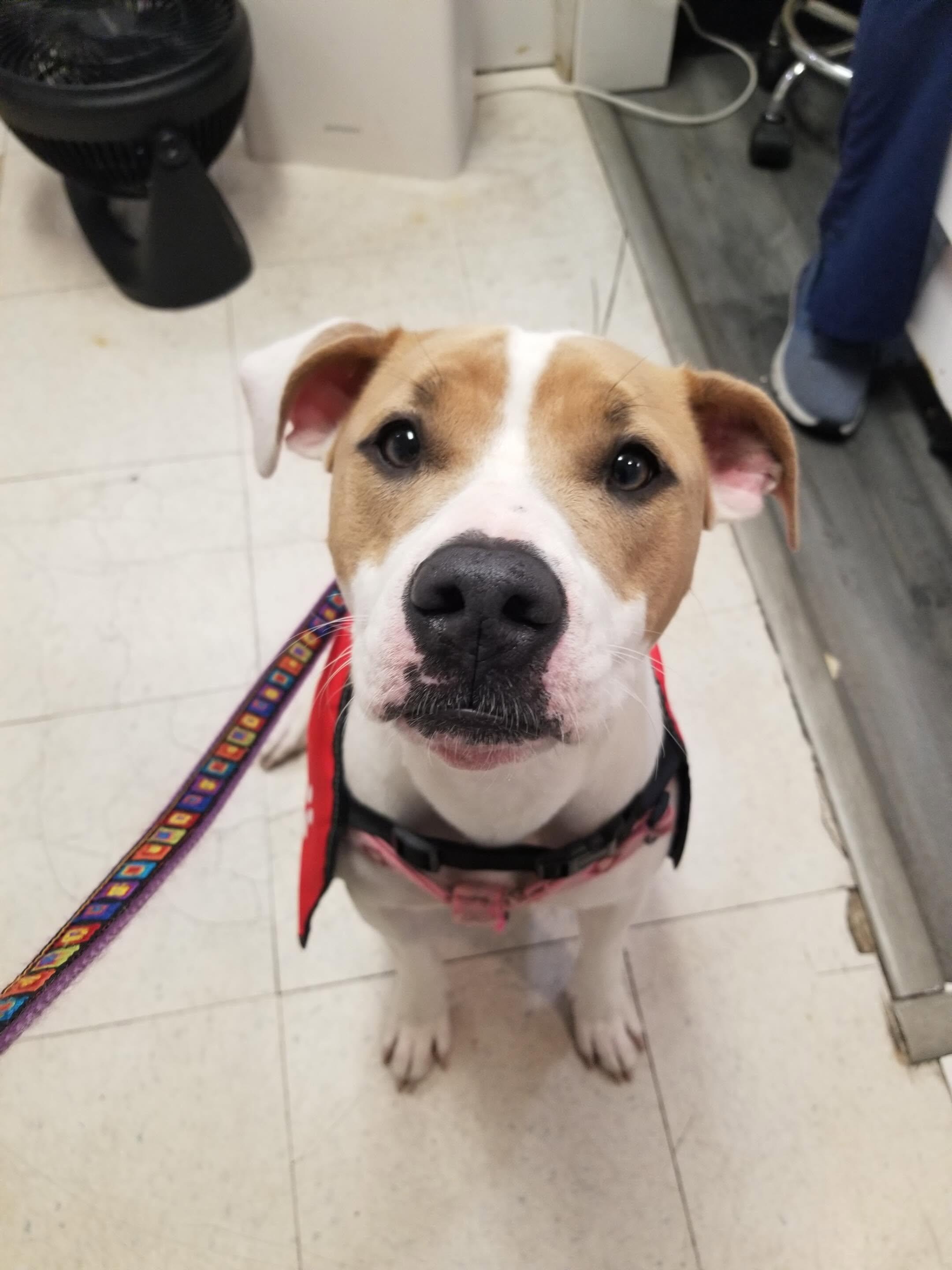 Enlarge Katniss, a Adoptable mixed breed in Baltimore, MD image 6/6