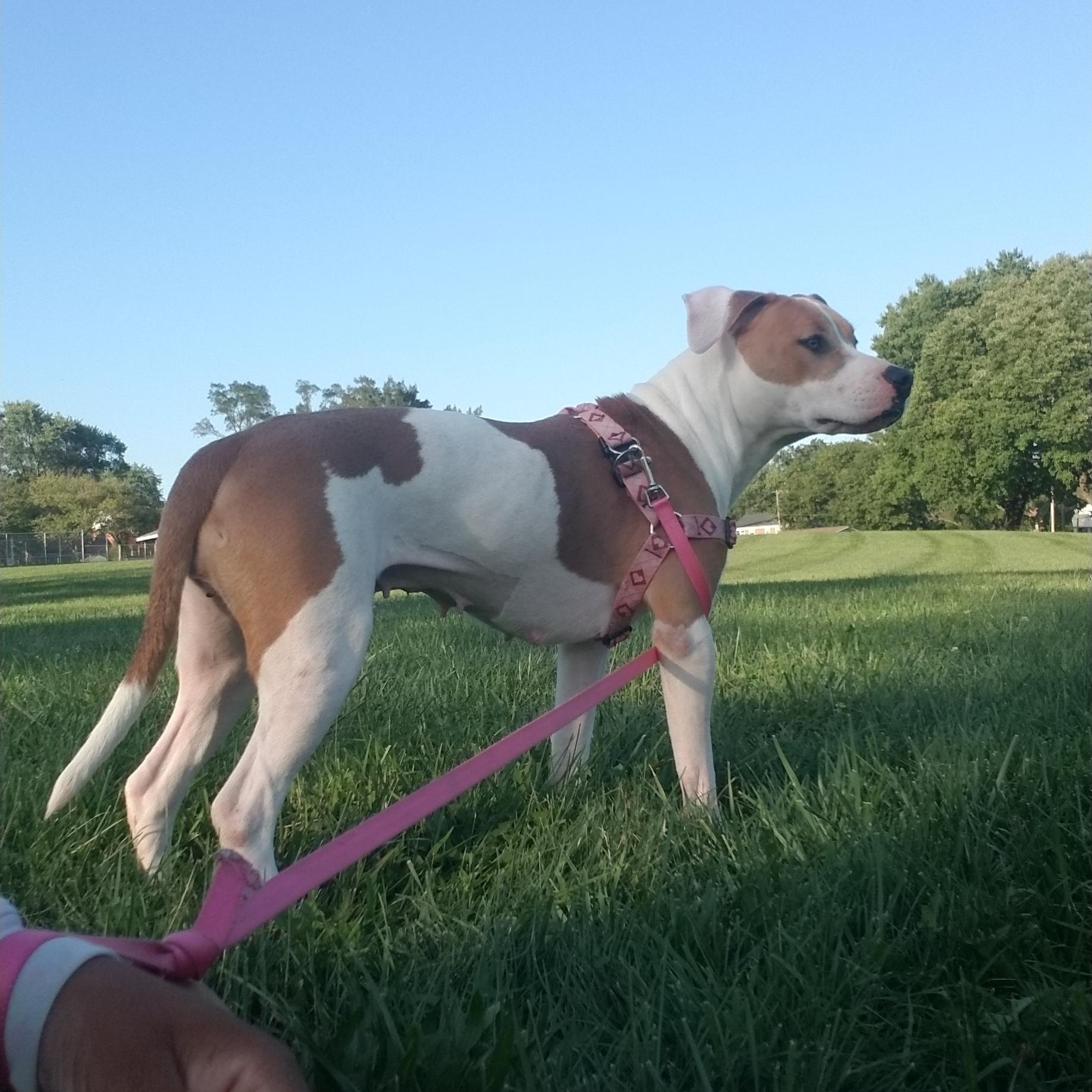 Enlarge Katniss, a Adoptable mixed breed in Baltimore, MD image 5/6