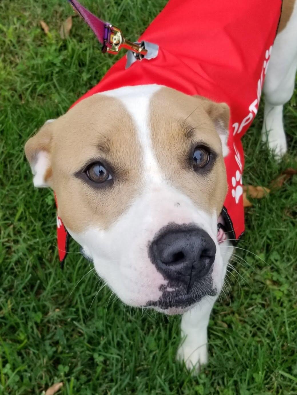 Enlarge Katniss, a Adoptable mixed breed in Baltimore, MD image 1/6