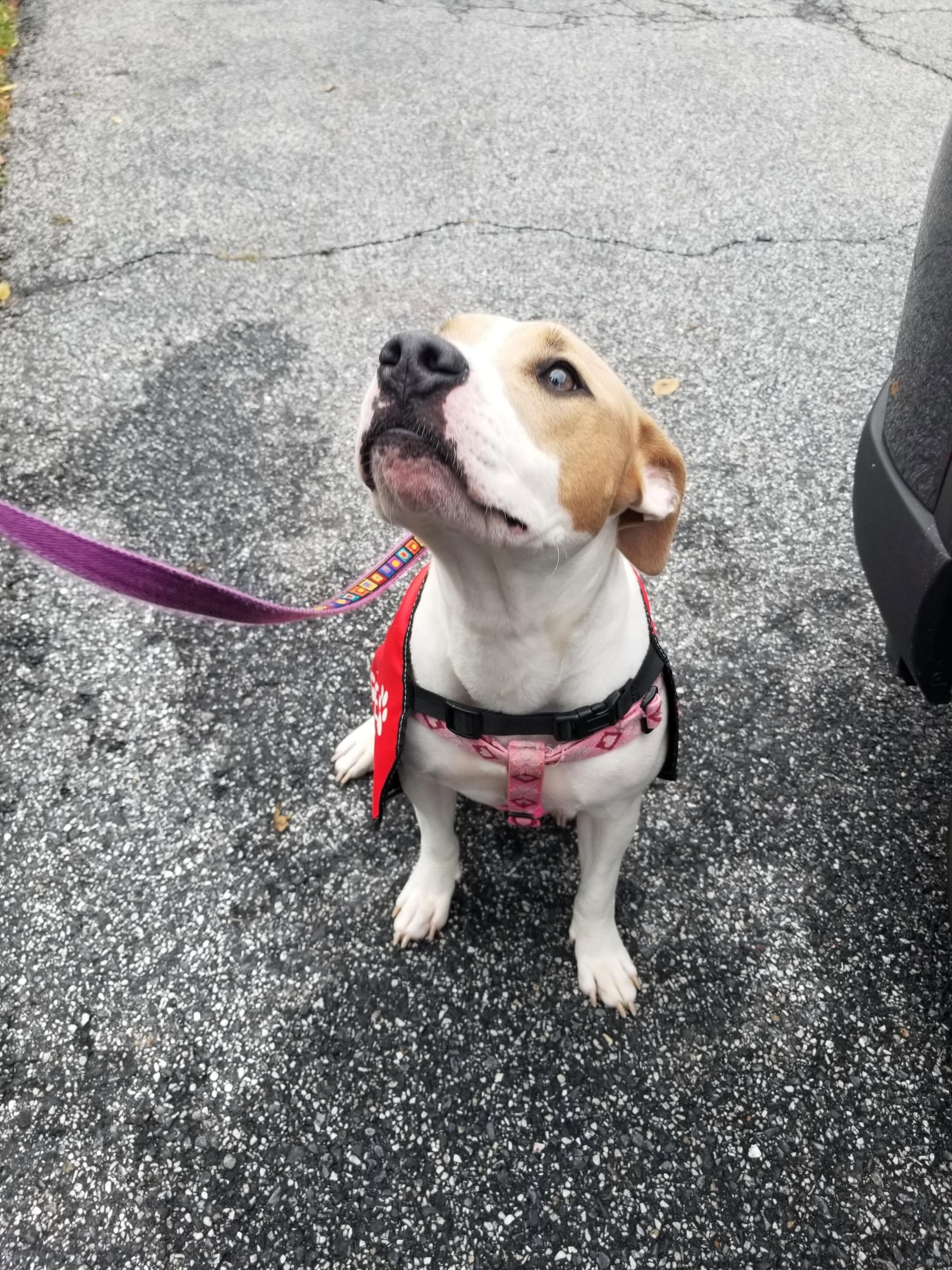Enlarge Katniss, a Adoptable mixed breed in Baltimore, MD image 3/6
