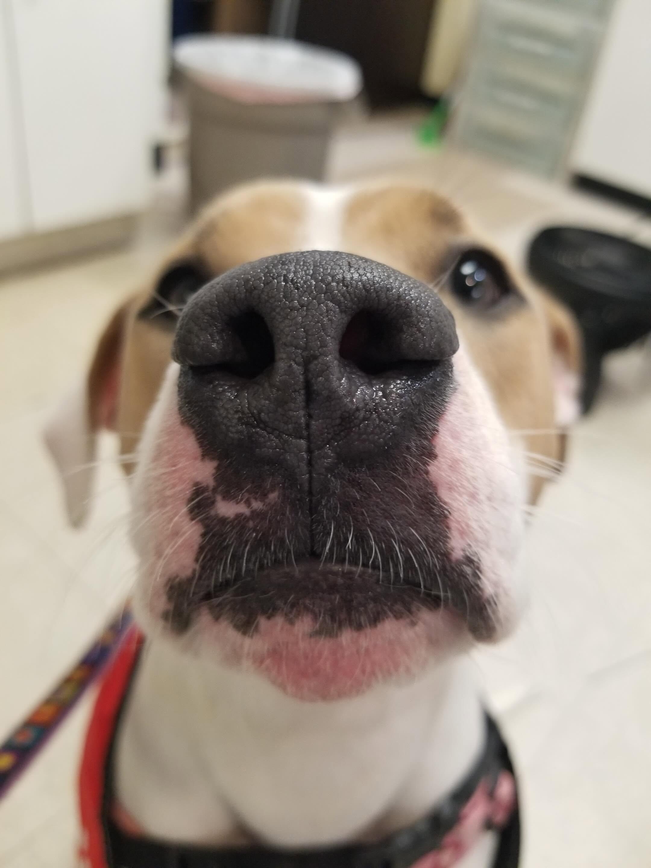 Enlarge Katniss, a Adoptable mixed breed in Baltimore, MD image 2/6