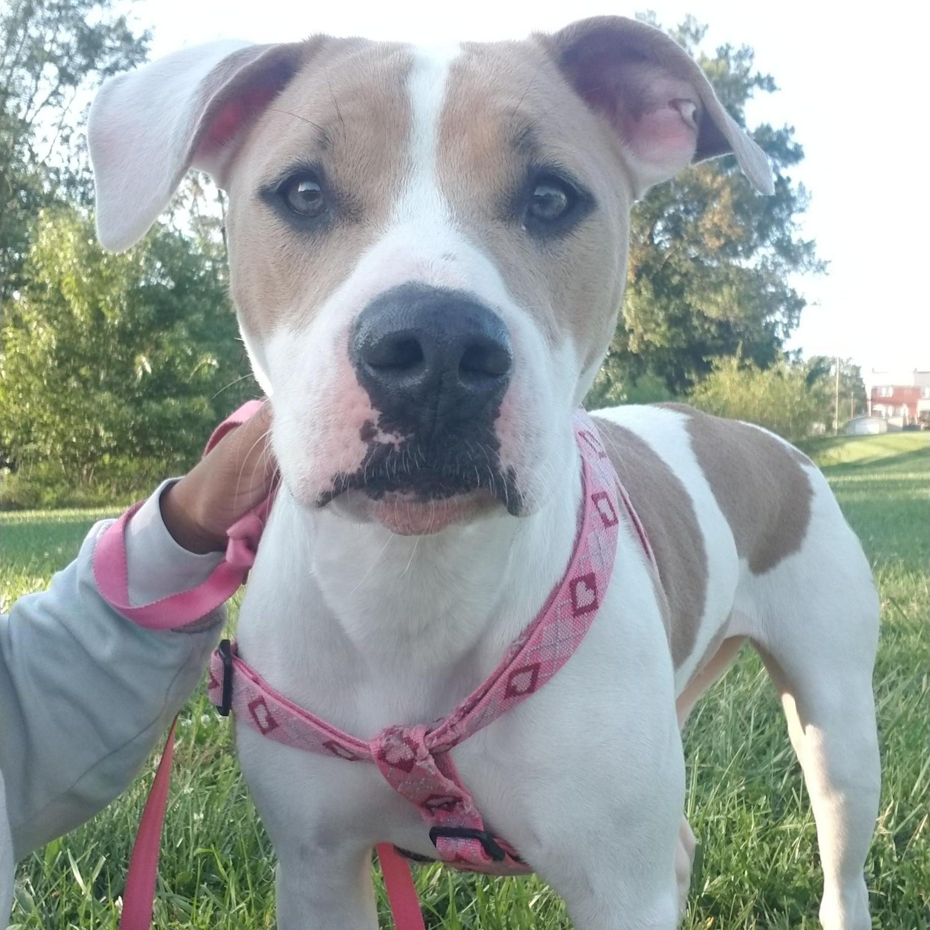 Enlarge Katniss, a Adoptable mixed breed in Baltimore, MD image 4/6
