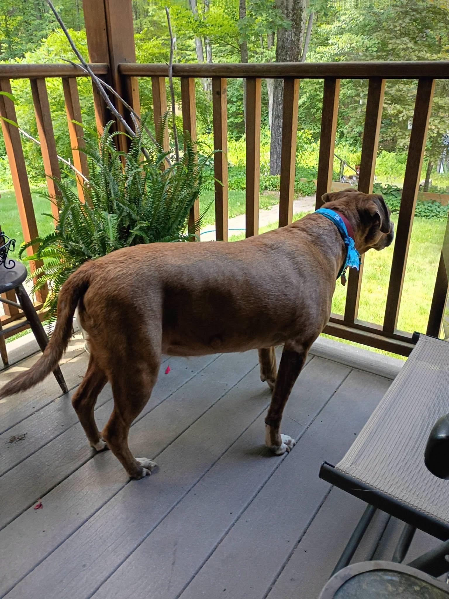 Coco Reduced adoption fee, a ADOPTABLE mixed breed in North Berwick, ME image 2/3