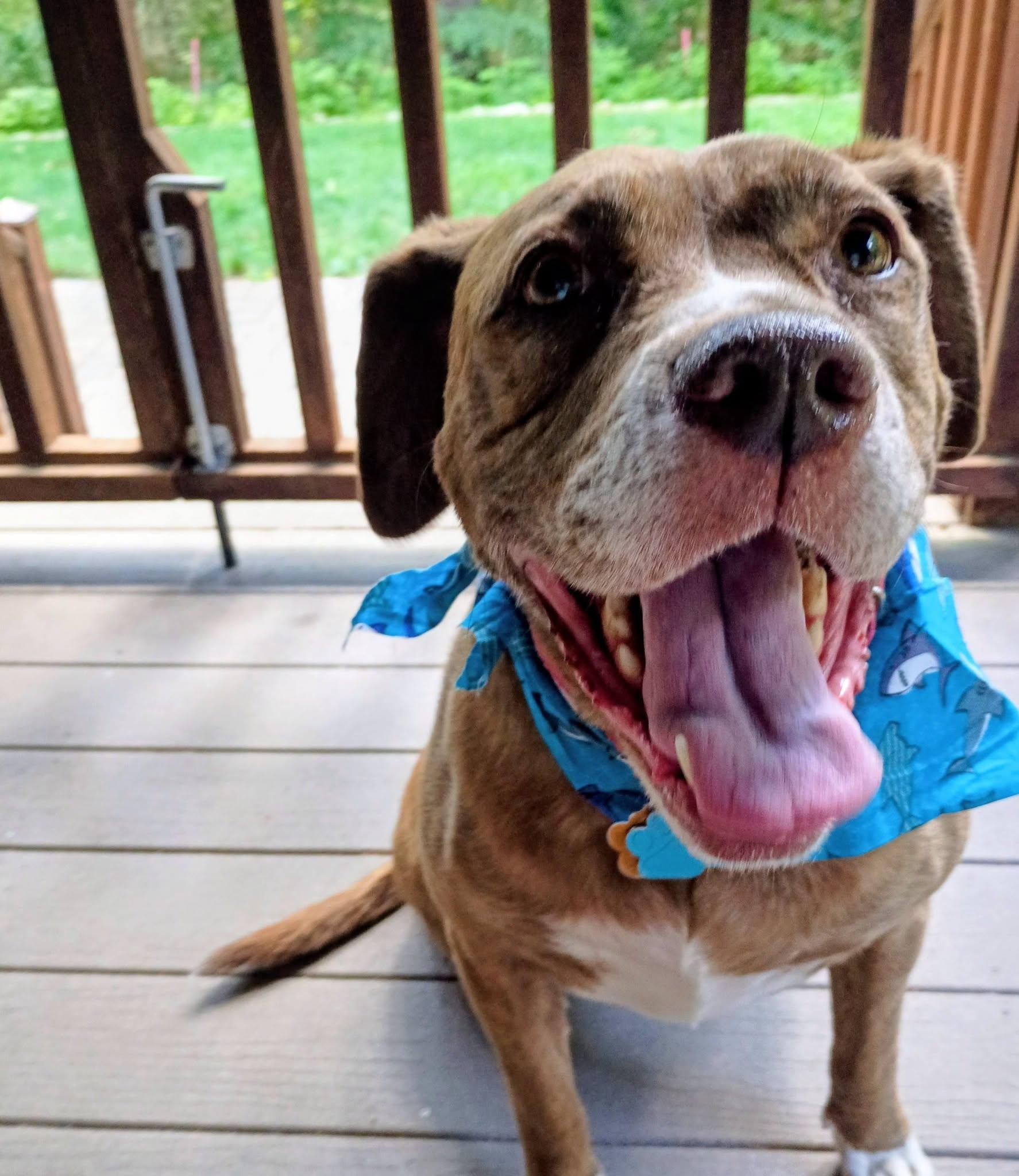 Coco Reduced adoption fee, ADOPTABLE, Adult Female Terrier & Hound.