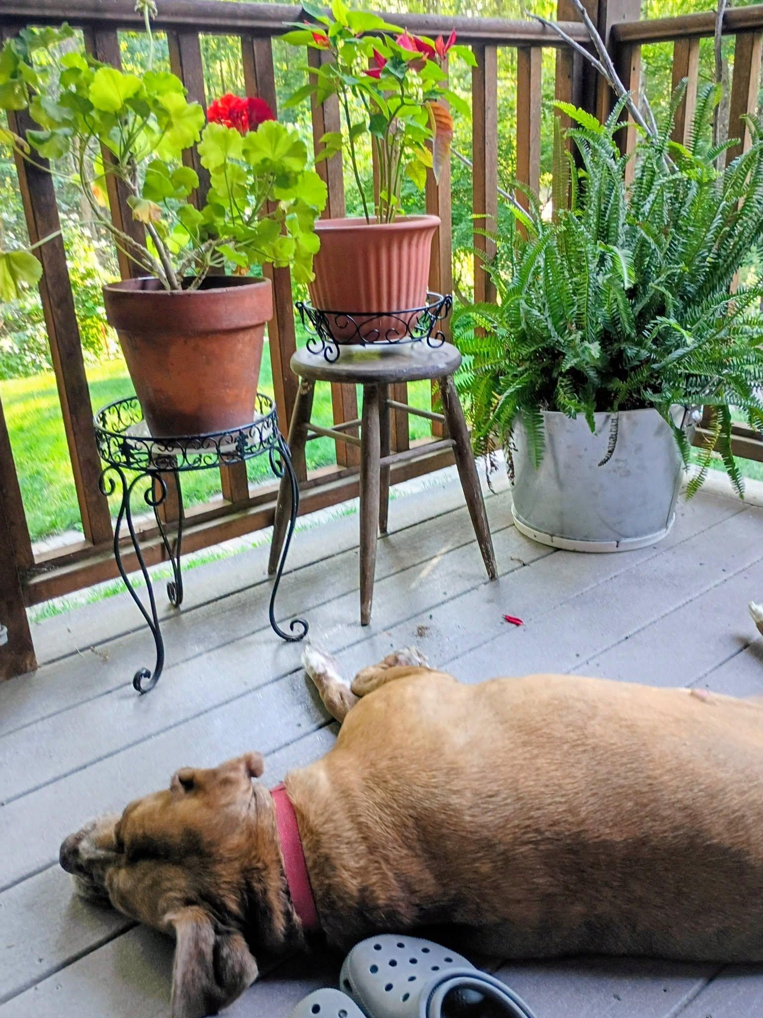 Coco Reduced adoption fee, a ADOPTABLE mixed breed in North Berwick, ME image 3/3