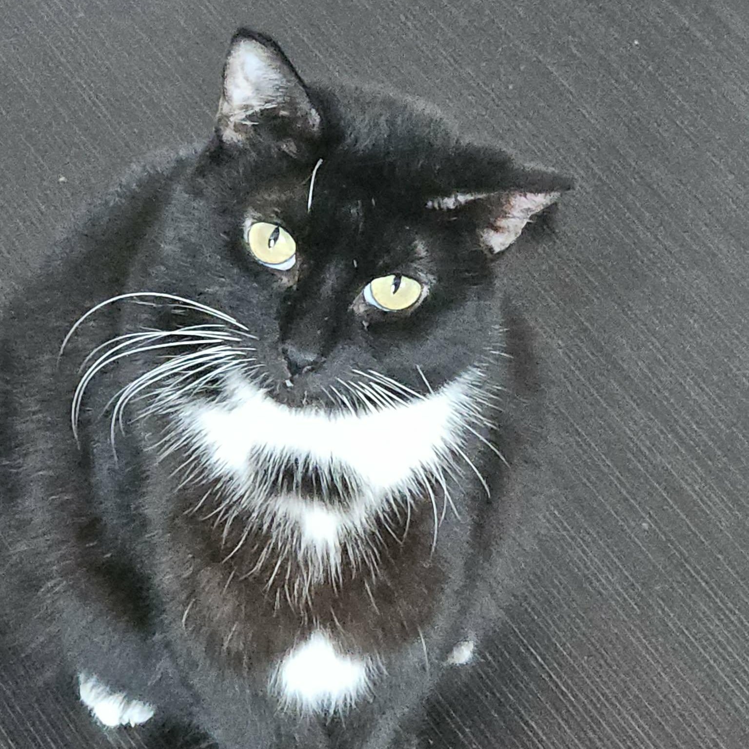 Bellarina (f) 4 yrs old Tuxedo , a ADOPTABLE Domestic Short Hair in Ottawa, ON image 2/4