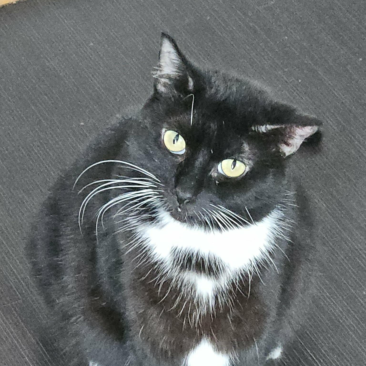 Bellarina (f) 4 yrs old Tuxedo , a ADOPTABLE Domestic Short Hair in Ottawa, ON image 3/4