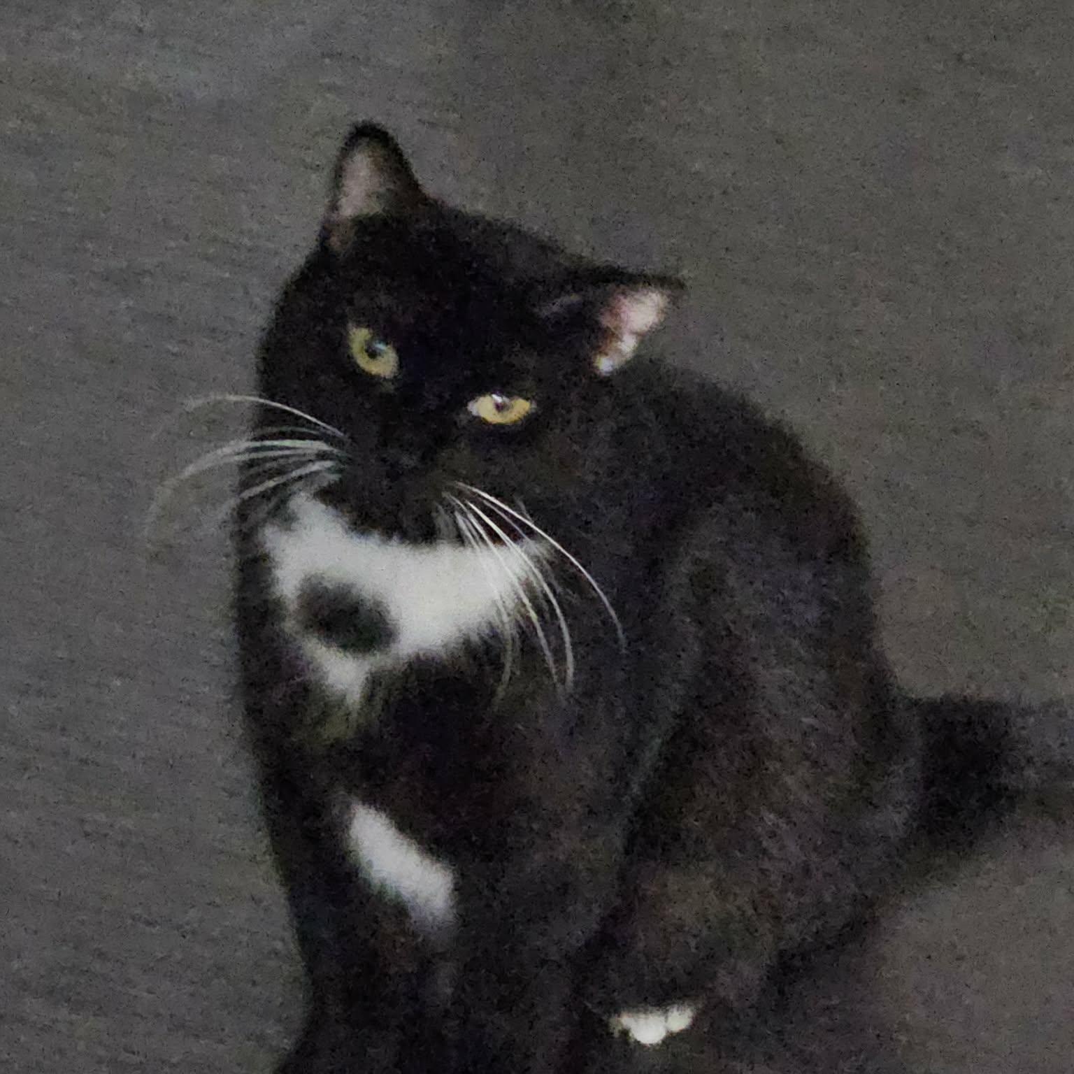 Bellarina (f) 4 yrs old Tuxedo , ADOPTABLE, Adult Female Domestic Short Hair.