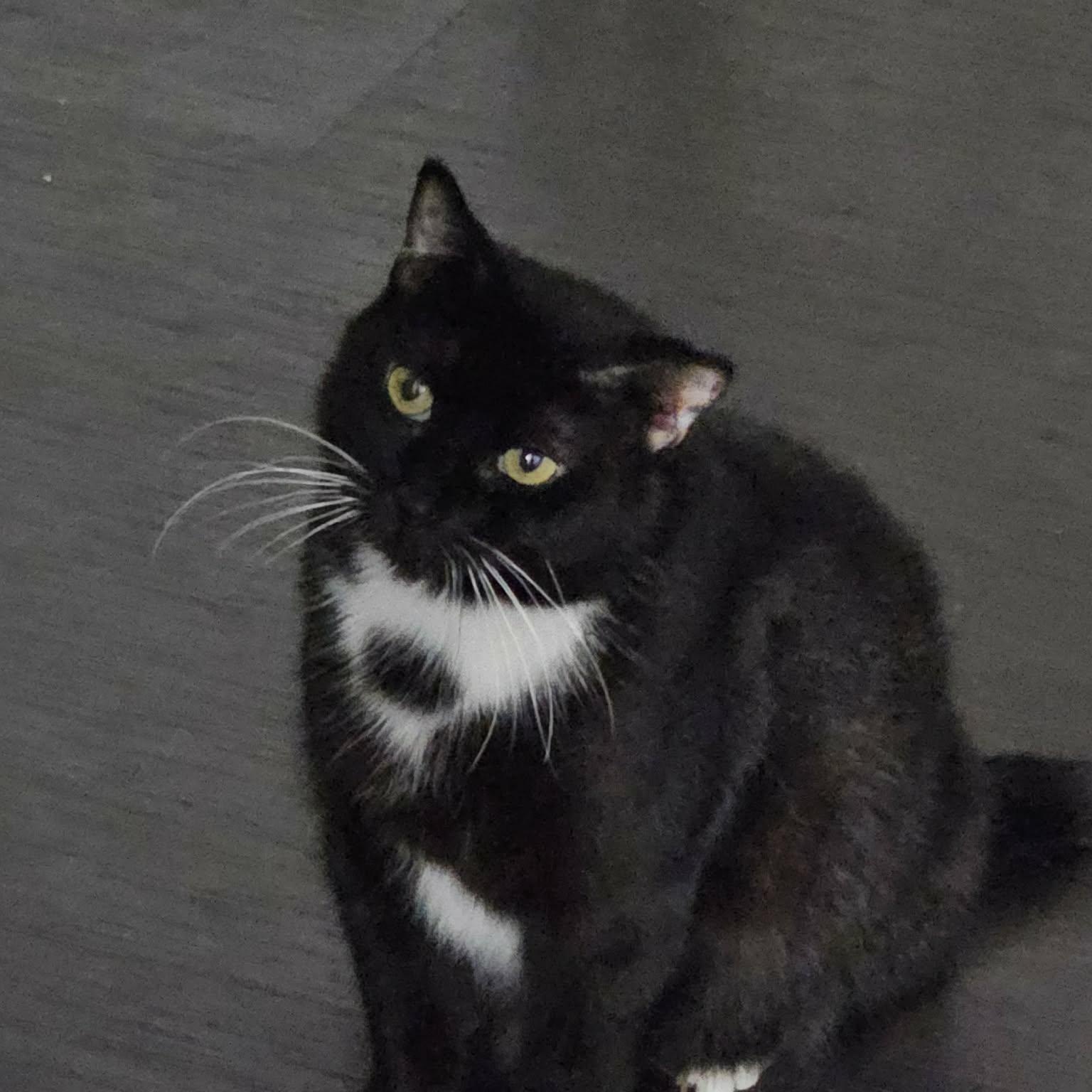 Bellarina (f) 4 yrs old Tuxedo , a ADOPTABLE Domestic Short Hair in Ottawa, ON image 4/4